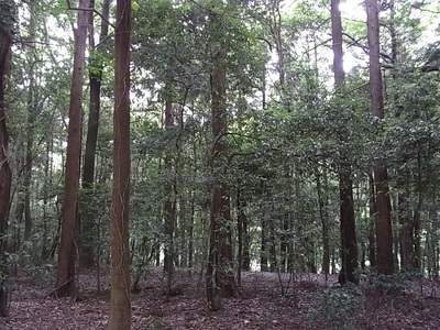 芹沢公園の林